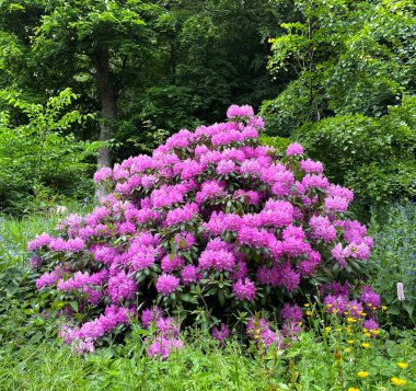 Hawksworth, Leeds, İngiltere 'de yol kenarında uzun çimenler, ağaçlar ve yabani bitkiler arasında geçen pembe çiçekli bir çalı.