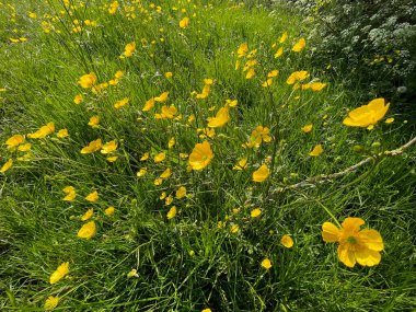 Düğünçiçeği, uzun otların olduğu bir çayırda güneşli bir günde Clayton, Bradford, İngiltere 'de.