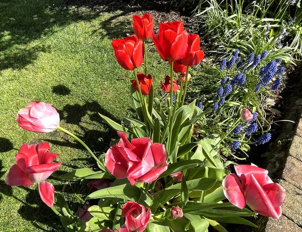 Flores Jardim Subúrbio Ambiente Gramado Nos Arredores Clayton Bradford Reino — Fotografia de Stock