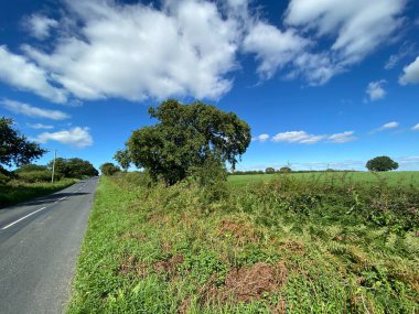 North Rigton, Harrogate, Birleşik Krallık 'ta bitkiler, tarlalar ve ağaçların bulunduğu High Moor Road' un yol kenarı manzarası.