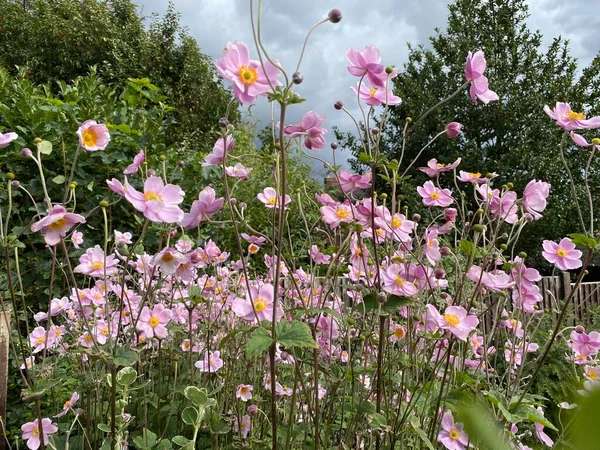 Flores Rosa Altas Situado Entre Vegetação Shay Lane Crofton Wakefield — Fotografia de Stock