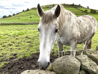 Benekli at, Bents Lane, Bradford, Yorkshire, İngiltere 'deki kuru bir taş duvarın yanında.