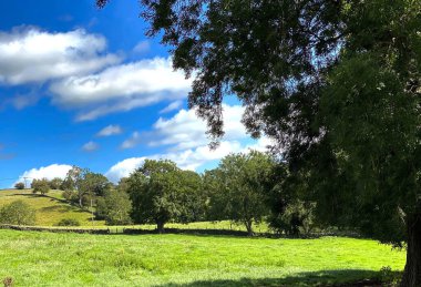 Kırsal alan, çayır ve yaşlı ağaçlarla, Shipley, Bradford, İngiltere yakınlarındaki bir yaz gününde.