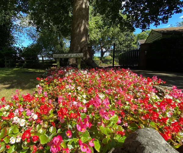 Flores Vermelhas Com Árvores Velhas Dia Verão Woodgate Lane Weeton — Fotografia de Stock