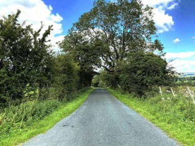 Easington Yolu boyunca, Easington Yolu boyunca, Easington, Clitheroe, İngiltere 'deki yabani bitkiler, eski ağaçlar ve tarlalar.