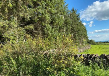 Kuru taş duvarlar, yabani bitkiler, tarlalar ve mavi gökyüzü ile bir ormanın kenarında, Tosside Clitheroe, İngiltere