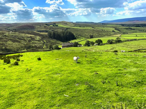 Paesaggio Rurale Con Pecore Campi Brughiere Newton Clitheroe Regno Unito — Foto Stock