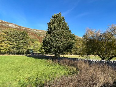 Hawkswick, Skipton, uk köyüne yakın bir arazinin köşesinde yabani otlar ve kuru bir taş duvar var.