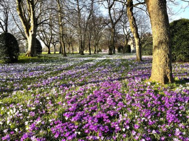 Baharın başlarında, eski ağaçlar ve çiçeklerle, Lister Park, Bradford, İngiltere