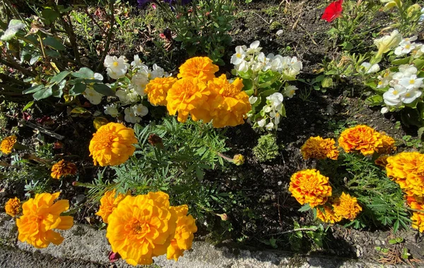 Golden Orange Flowers Growing Roadside Hot Summers Day Bolton Bowland — Stock Photo, Image