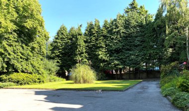 Kahverengi ve beyaz bir kedi, Lister Parkı 'nda dolanıyor, güneşli bir günde Bradford, Yorkshire, İngiltere' de