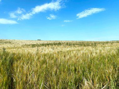 Doğu Keswick, Leeds, İngiltere 'de mavi gökyüzüne karşı uzanan büyük mısır tarlası.