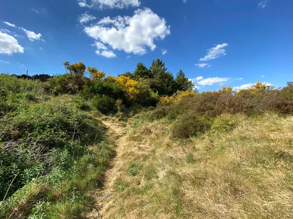 Hikers Path Gorse Bushes Wild Plants Sunny Day Keighley Yorkshire — Stock Photo, Image