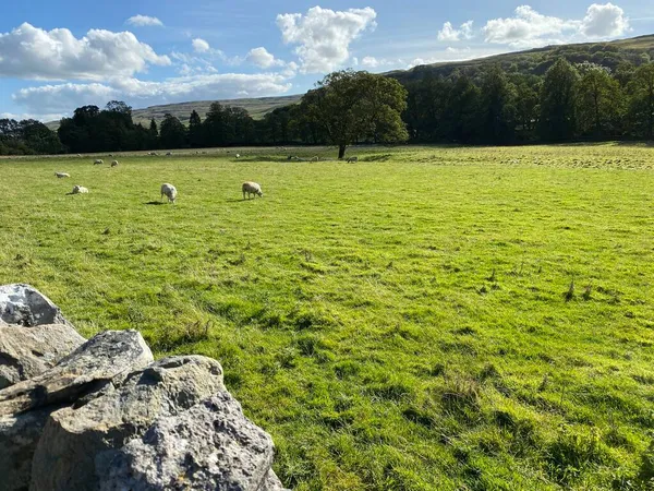 Pastoral Landscape Dry Stone Wall Fields Sheep Trees Distance Hawkswick — Stock Photo, Image