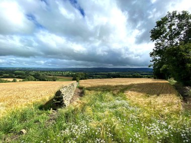 Kır manzarası, mısır tarlaları, kurumuş taş duvarlar, ve yakınlardaki uzak tepeler, Otley, Yorkshire, İngiltere