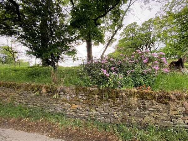 Wild Växt Med Rosa Blommor Bredvid Torr Stenmur Lothersdale Keighley — Stockfoto