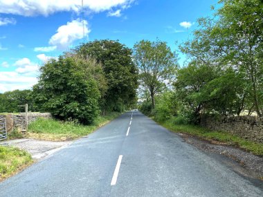 Yukarı bakıyorum, Lothersdale Yolu, eski ağaçlar, ve mavi gökyüzü, Lothersdale, Keighley, İngiltere