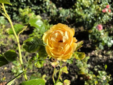 Bradford, Yorkshire, İngiltere 'de, taştan bir duvarın yanında büyüyen tek sarı gül.