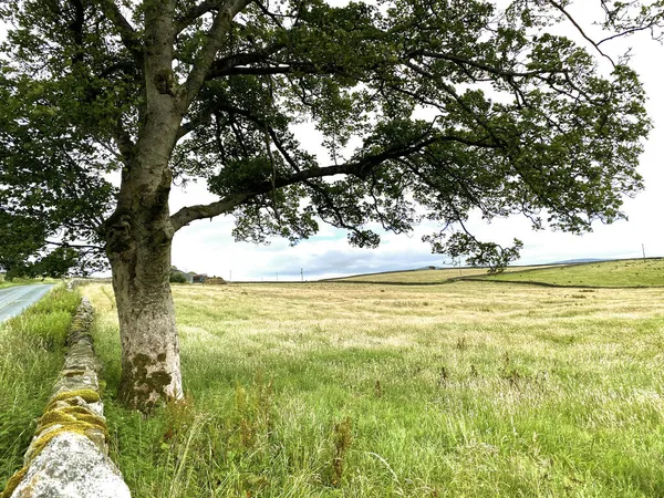 B6265 Yolunun Yanında Çayırların Ağaçların Kuru Bir Taş Duvarın Manzarası — Stok fotoğraf