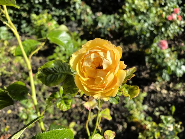 Rose Jaune Simple Poussant Près Mur Pierre Périphérie Bradford Yorkshire — Photo