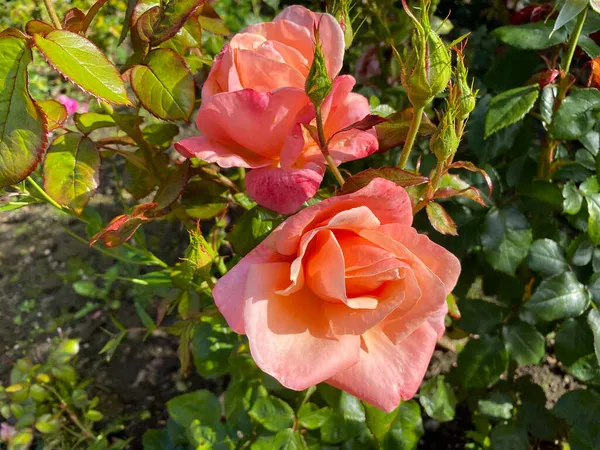 Roses Rose Foncé Poussant Près Bord Route Près Bradford Yorkshire — Photo