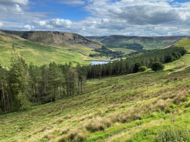 Saddleworth Moors ve Greenfield Reservoir 'a bakın, yakınlarındaki çam ağaçları, Oldham, Lancashire, İngiltere