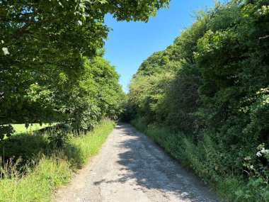 Manzara boyunca, Priesthorpe Yolu, eski ağaçlar, çimen kenarları, ve mavi gökyüzü, Calverley, Leeds, İngiltere