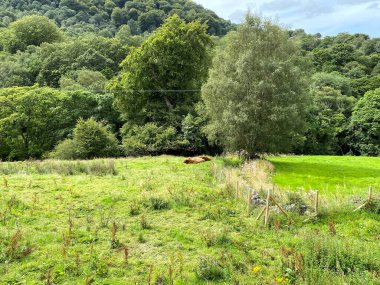 Kırsal alan, geniş bir orman, tarlalar ve ineklerle, Hebden Royd, Halifax, İngiltere