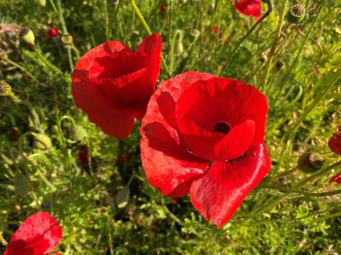 Bradford, Yorkshire, İngiltere 'nin dışında bir çalılıkta yetişen yabani kırmızı çiçek.