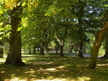 Park manzarası, eski ağaçlar, kırık güneş ışığı, ve uzaktaki figürler, Lister Park, Bradford, İngiltere