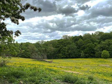 Bradford, Yorkshire, İngiltere 'de küçük bir ormanın kenarında devrilmiş bir ağaç manzarası.