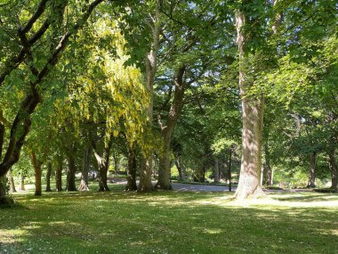 Kırık güneş ışığı ve çimlerle kaplı Woodland, Lister Park, Bradford, İngiltere