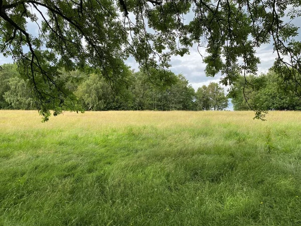 Meadowland Hosszú Fűvel Öreg Fákkal Roberts Park Bradford Egyesült Királyság — Stock Fotó