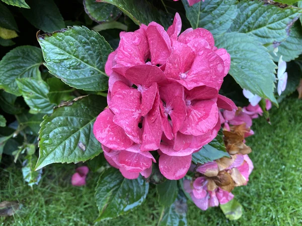 Red Hydrangea Zöld Levelekkel Közel Szélén Bradford Yorkshire Egyesült Királyság — Stock Fotó