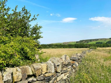 Bir saman tarlasının köşesinde, kuru bir taş duvarın yanında bir ağaç, uzakta uzun otlar ve tepeler, Bradford, Yorkshire, İngiltere