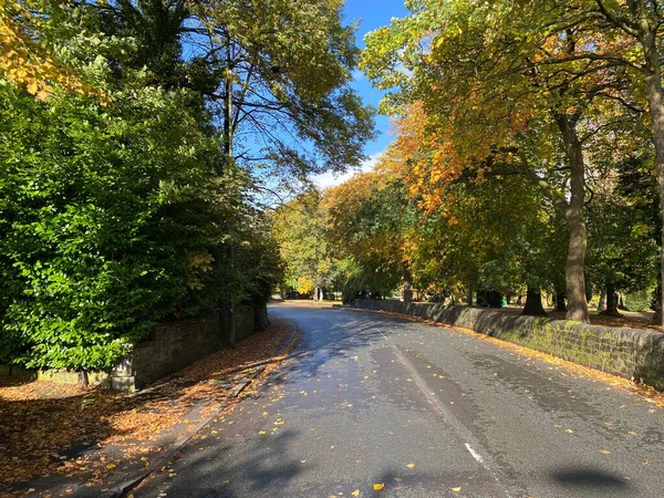Jesienny Widok Górę North Park Road Opadłych Liści Starych Drzew — Zdjęcie stockowe