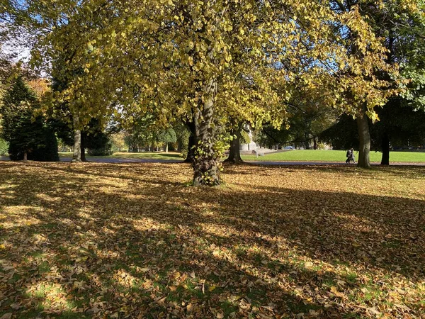 Jesienne Liście Złamane Światło Słoneczne Terenie Parku Manningham Bradford — Zdjęcie stockowe