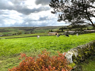 İngiltere 'nin Haworth, Yorkshire yakınlarındaki tepeleri ve bozkırları olan geniş bir otlakta sığırlar otluyor.