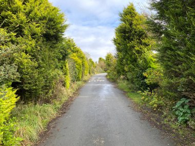 Aşağı bak, Sawood Lane, çimen kenarları, ve yakınındaki ağaçlar, Oxenhope, Keighley, İngiltere