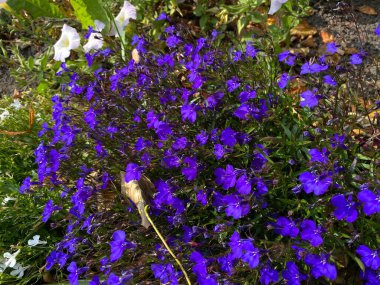 Otley, Yorkshire, İngiltere yakınlarındaki bir çit tarafından büyüyen koyu mor ve beyaz çiçekler.