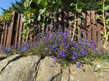 Bradford, Yorkshire, İngiltere yakınlarındaki kuru bir taş duvarın üzerinde yetişen narin mavi çiçekler.