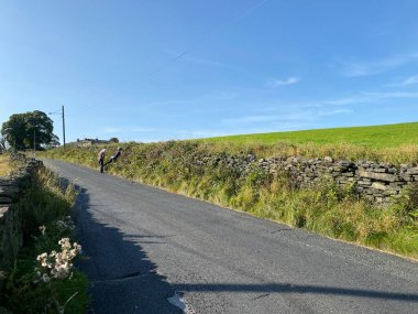 Yukarı bakıyorum, Alderscholes Lane, kuru taş duvarlar, ahududu çalıları, güneşli bir günde, Thornton, Bradford, İngiltere