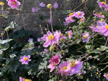 Knaresborough, İngiltere 'de, taş bir duvarın yanında yetişen pembe çiçekler.