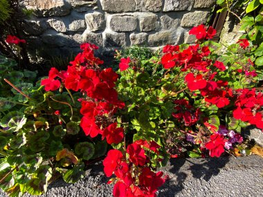 Harrogate, Yorkshire, İngiltere yakınlarındaki taş bir duvarın yanında yetişen kırmızı çiçekler.