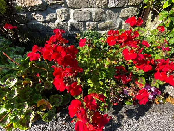 Vörös Virágok Mellett Egy Kőfal Közelében Harrogate Yorkshire Egyesült Királyság — Stock Fotó
