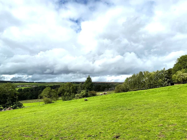 Paisagem Rural Com Campos Inclinados Gado Pastando Céu Nublado Perto — Fotografia de Stock