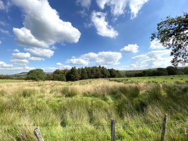 Kırsal kesimde, ufukta vahşi otlar ve ağaçlar, Slaidburn, Clitheroe, İngiltere