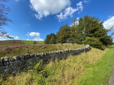 Kırsal alan, yüksek tepelerde, kurumuş taş duvarlar, gorse ve eski ağaçların yanında, Slaidburn Yolu, Waddington, İngiltere