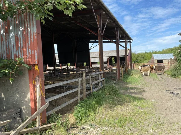 Четыре Коровы Рядом Большим Старым Сараем Тонге Брэдфорде Йоркшире — стоковое фото