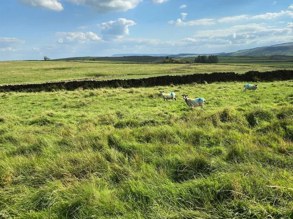 Vidéki Táj Juhok Legeltetés Dombok Közelében Slaidburn Skipton Egyesült Királyság — Stock Fotó